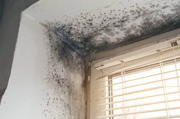 Affordable Mold Removal solutions in Evanston, IL